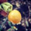 Golden Cape Gooseberry