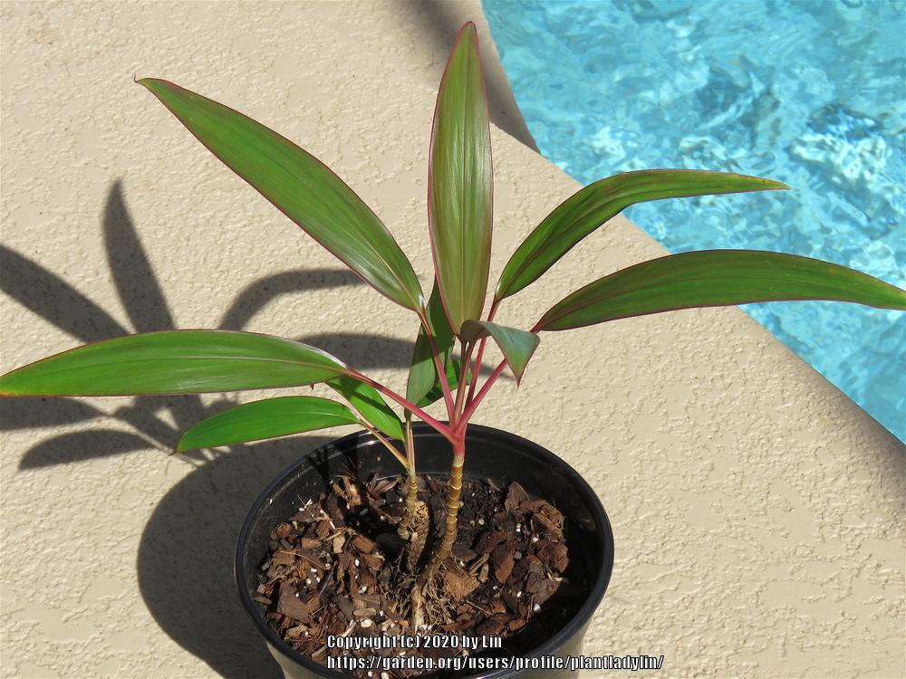 Photo of Ti Plant (Cordyline fruticosa) uploaded by plantladylin