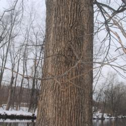 Location: Downingtown Pennsylvania
Date: 2020-12-19
trunk bark
