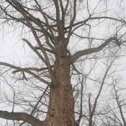Location: Downingtown Pennsylvania
Date: 2020-12-19
looking up trunk