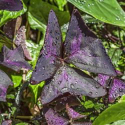 Location: Conservatory, Matthaei Botanical Gardens, Ann Arbor
Date: 2013-08-14
Oxalidaceae:  Oxalis triangularis - showing the pretty patterning