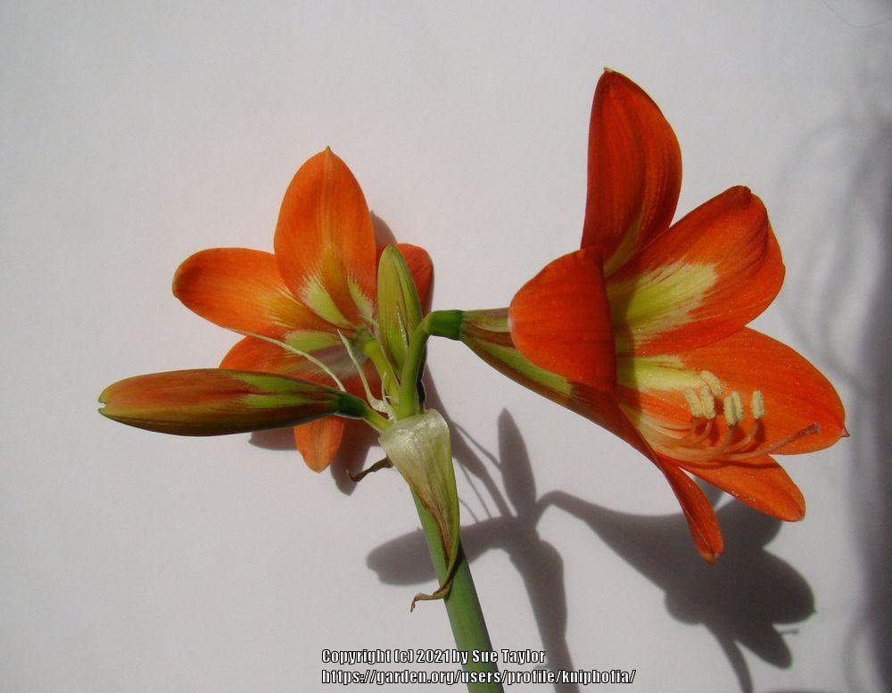 Photo of Amaryllis (Hippeastrum Sonatini™ Orange Rascal) uploaded by kniphofia