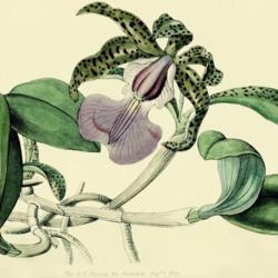 
Date: c. 1840
illustration by Watts from 'Edwards's Botanical Register', 1840