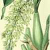 illustration of Gomesa crispa as Rodriguezia crispa by Miss Drake
