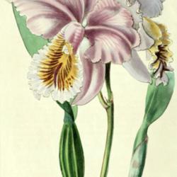 
Date: c. 1840
illustration of Cattleya mossiae as C. laciata var. mossiae by Mi