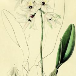 
Date: c. 1840
illustration by Miss Drake from 'Edwards's Botanical Register', 1