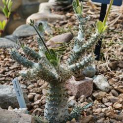 Location: Conservatory, Matthaei Botanical Gardens, Ann Arbor
Date: 2017-03-15
Pachypodium horombense - wicked looking spines cover the trunk, t
