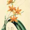 illustration of Prosthechea vitellina as Epidendrum vitellinum by
