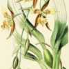 illustration of Rhynchostele maculata as Odontoglossum maculatum 