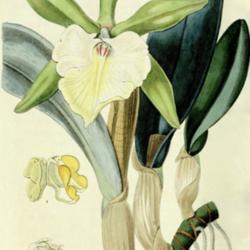 
Date: c. 1840
illustration of Rhyncholaelia glauca as Brassavola glauca by Miss
