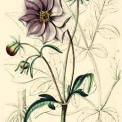 
Date: c. 1840
illustration of Dahlia merckii as D. glabrata by Miss Drake from 