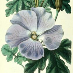 
Date: c. 1840
illustration of Hibiscus huegelii as H. wrayæ by Miss Drake from