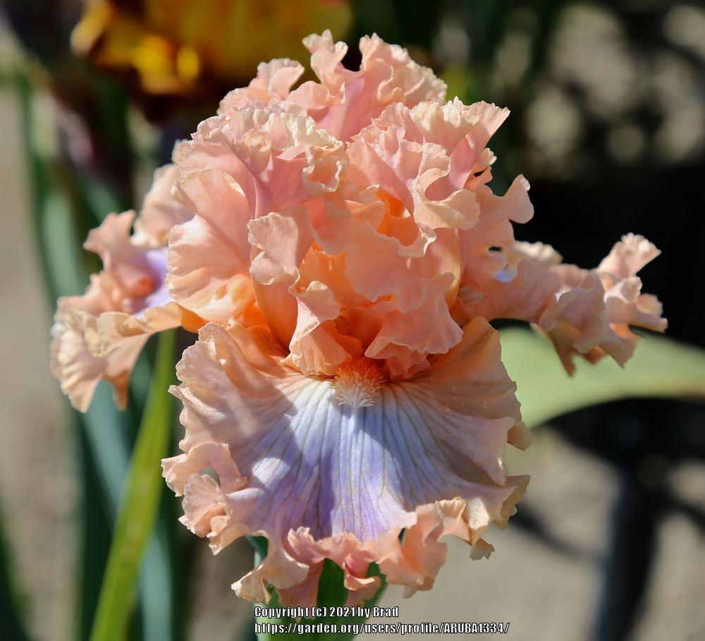 Photo of Tall Bearded Iris (Iris 'Mythical') uploaded by ARUBA1334