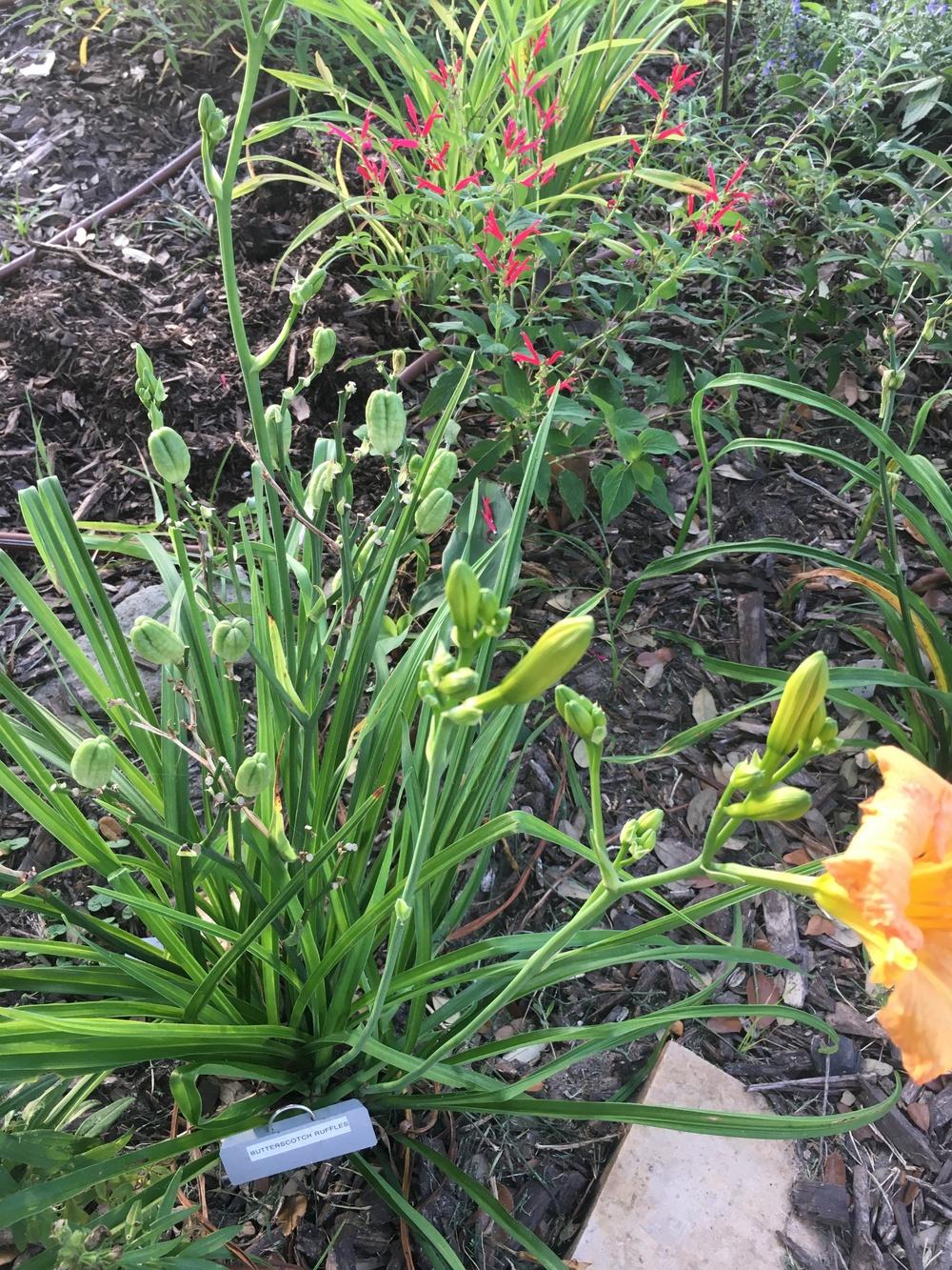 Photo of Daylily (Hemerocallis 'Butterscotch Ruffles') uploaded by SouthTexasGardener