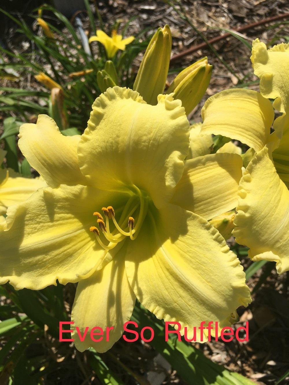 Photo of Daylily (Hemerocallis 'Ever So Ruffled') uploaded by SouthTexasGardener