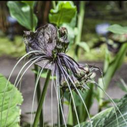 Location: Conservatory, Matthaei Botanical Gardens, Ann Arbor
Date: 2013-08-14
Tacca integrifolia - Once the large white bracts dry up, the deve