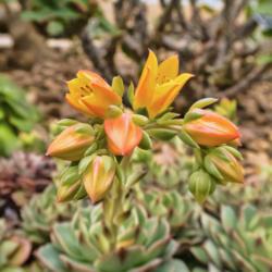 Location: Conservatory, Hidden Lake Gardens, Michigan
Date: 2018-03-10
Echeveria 'Dondo' in bloom.  Most of this cluster is still in the