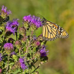 Location: Great Lakes native plants garden at Matthaei Botanical Gardens, Ann Arbor
Date: 2018-08-30
Monarch butterfly on liatris aspera, rough blazing star.  The bro