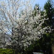April 24, 2016 Amelanchier, Serviceberry, spring garden