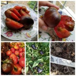Location: Ann Arbor, Michigan
Date: 2020-07-26 
Black beauty tomato photogrid. Late beefsteak style