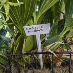 Location: Conservatory, Matthaei Botanical Gardens, Ann Arbor
Date: 2018-04-19
Coelogyne pandurata  - plant stems and bulbs (and pot label)