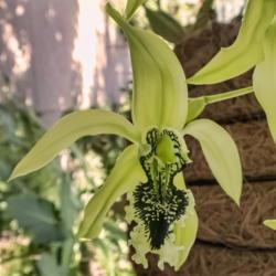 Location: Conservatory, Matthaei Botanical Gardens, Ann Arbor
Date: 2018-04-19
I rotated this crop of a single bloom of Coelogyne pandurata  by 