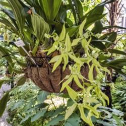 Location: Conservatory, Matthaei Botanical Gardens, Ann Arbor
Date: 2018-04-19
Coelogyne pandurata growing in a hanging basket