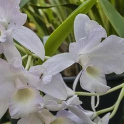 Location: Conservatory, Matthaei Botanical Gardens, Ann Arbor
Date: 2018-04-19
A delicately colored, slightly mottled variant of Guarianthe skin
