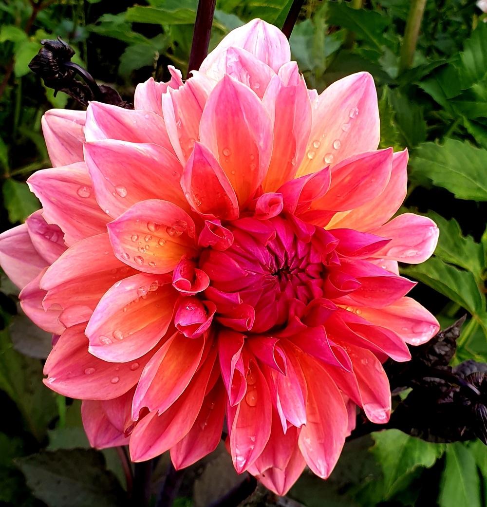 Photo of Dahlia 'African Sunset' uploaded by gwhizz
