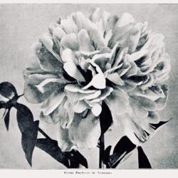 
Date: c. 1922
photo from 'Horticulture', 1922