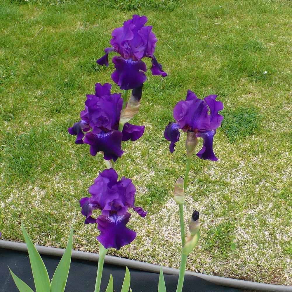Photo of Tall Bearded Iris (Iris 'Rosalie Figge') uploaded by HemNorth