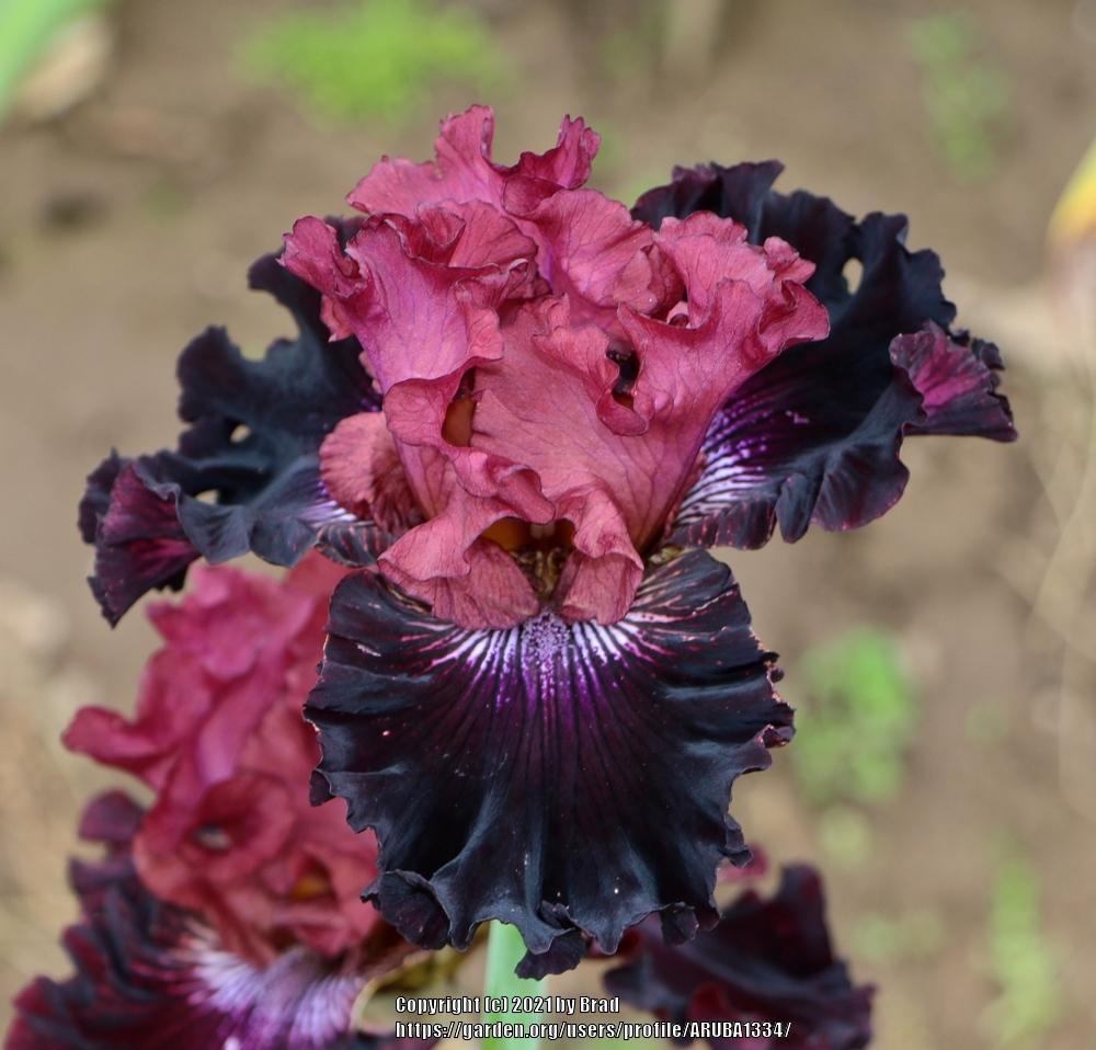 Photo of Tall Bearded Iris (Iris 'Handsome Devil') uploaded by ARUBA1334