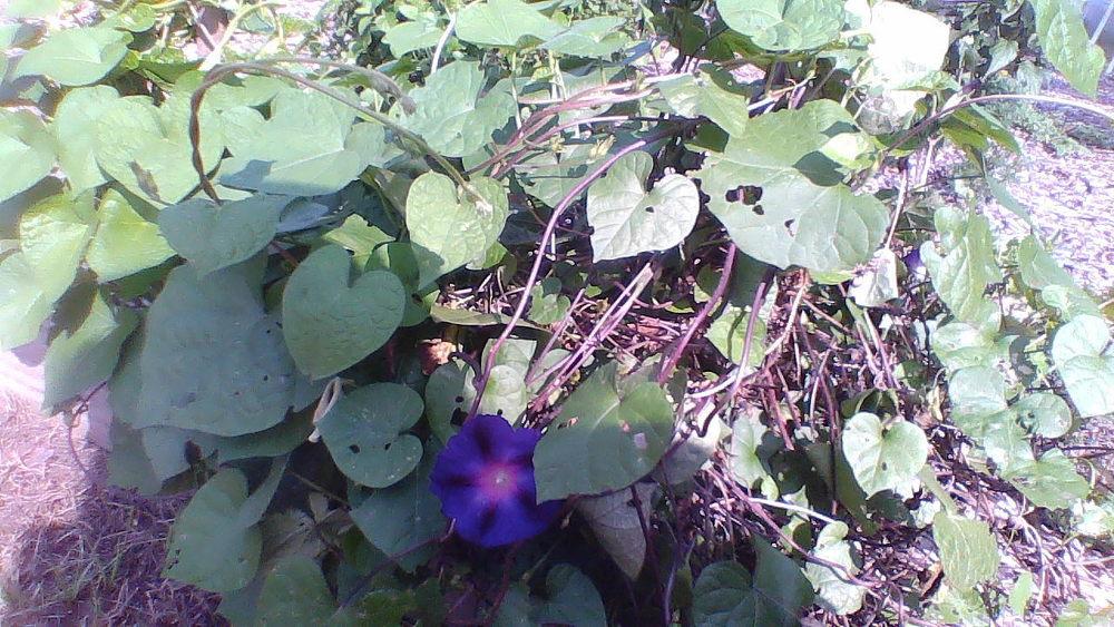 Photo of Common Morning Glory (Ipomoea purpurea) uploaded by HerbsRawesome