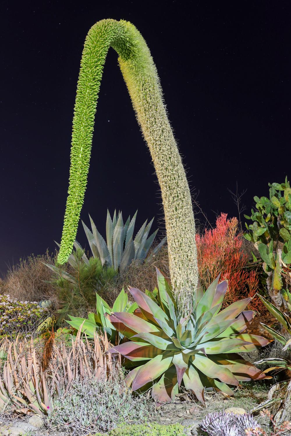 Photo of Foxtail Agave (Agave attenuata) uploaded by Baja_Costero