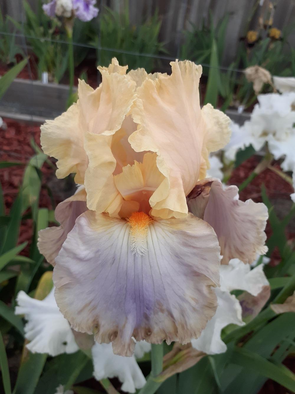 Photo of Tall Bearded Iris (Iris 'Dualtone') uploaded by PaulaHocking