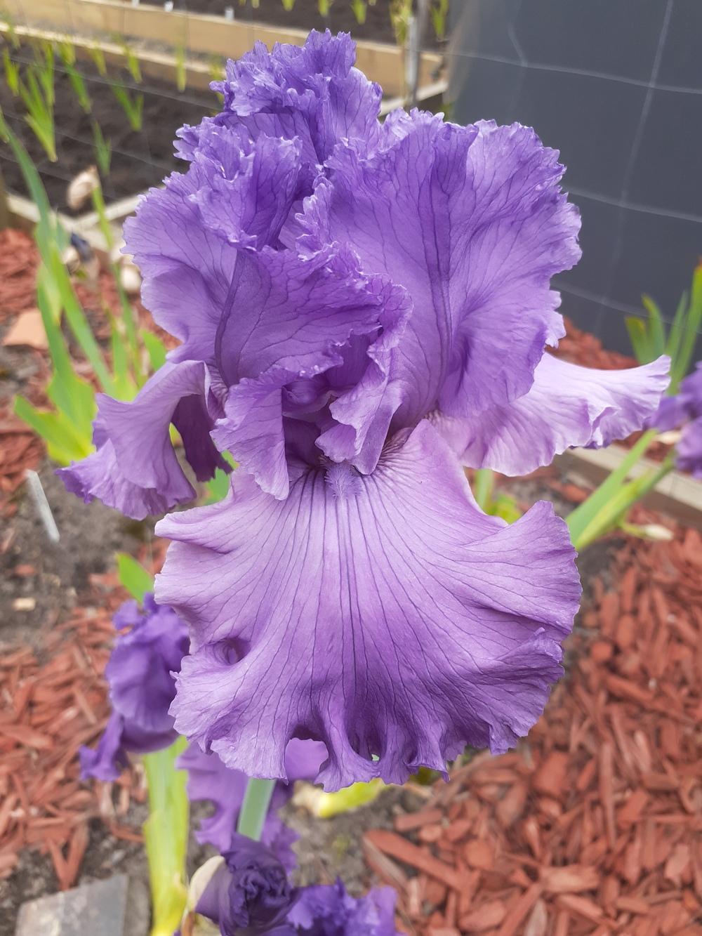 Photo of Tall Bearded Iris (Iris 'Wine from the Vine') uploaded by PaulaHocking