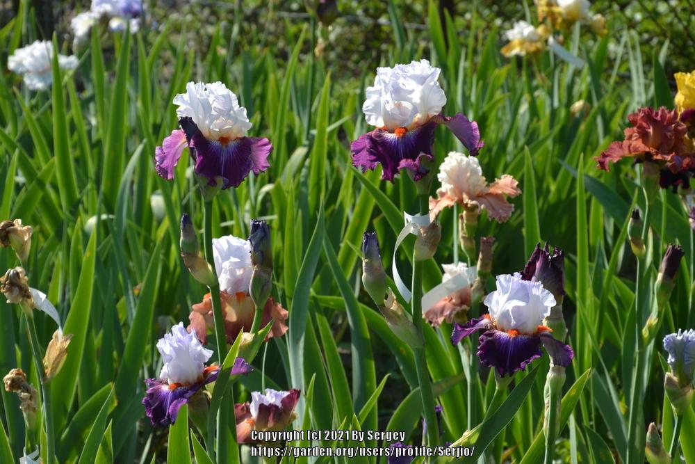 Photo of Tall Bearded Iris (Iris 'Giorgio') uploaded by Serjio