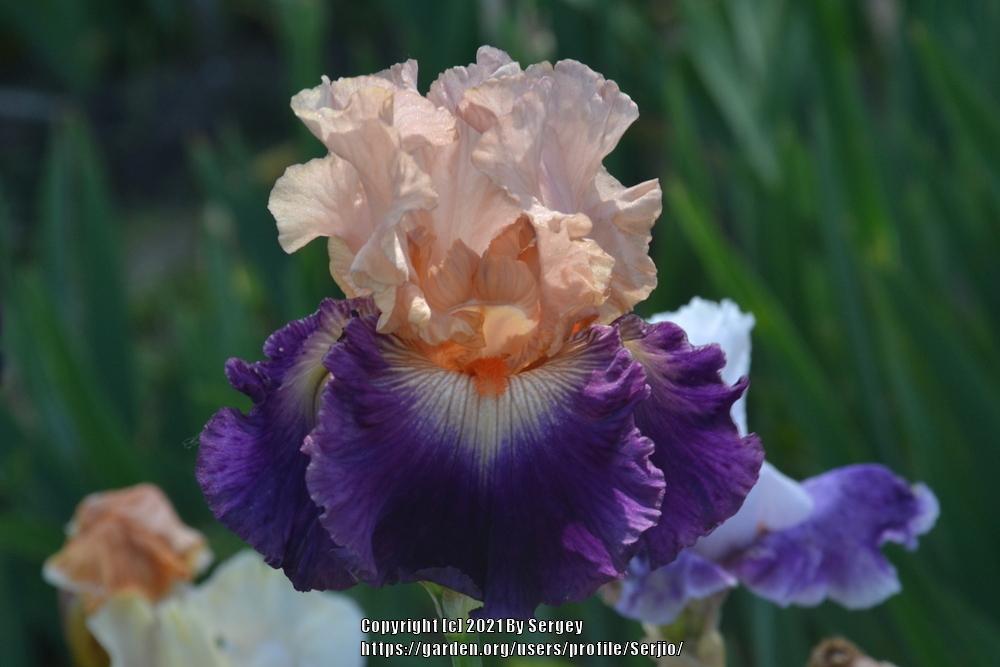 Photo of Tall Bearded Iris (Iris 'Gitano') uploaded by Serjio