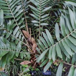 Location: Conservatory, Matthaei Botanical Gardens, Ann Arbor
Date: 2018-01-14
Zamiaceae:  Zamia pumila - There are two plant tags at the base o