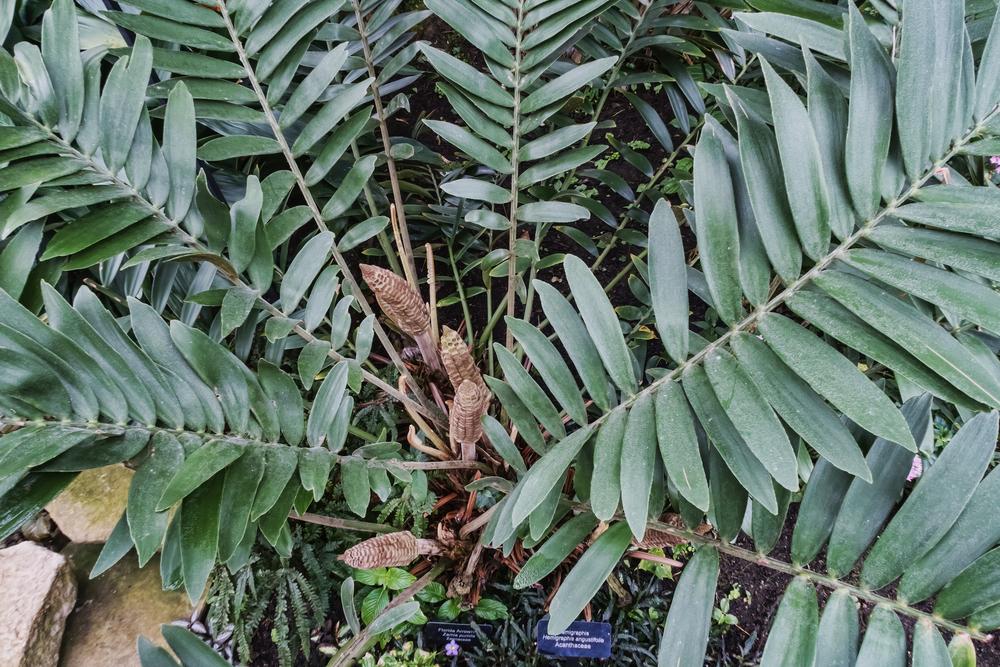 Photo of Coontie (Zamia pumila) uploaded by arctangent