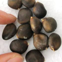 Location: Toronto, Ontario
Date: 2021-01-02
Kentucky Coffeetree (Gymnocladus dioica) seeds.