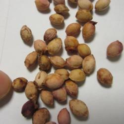 Location: indoors Toronto, Ontario
Date: 2021-01-06
Nanking Bush Cherry (Prunus tomentosa) seeds.