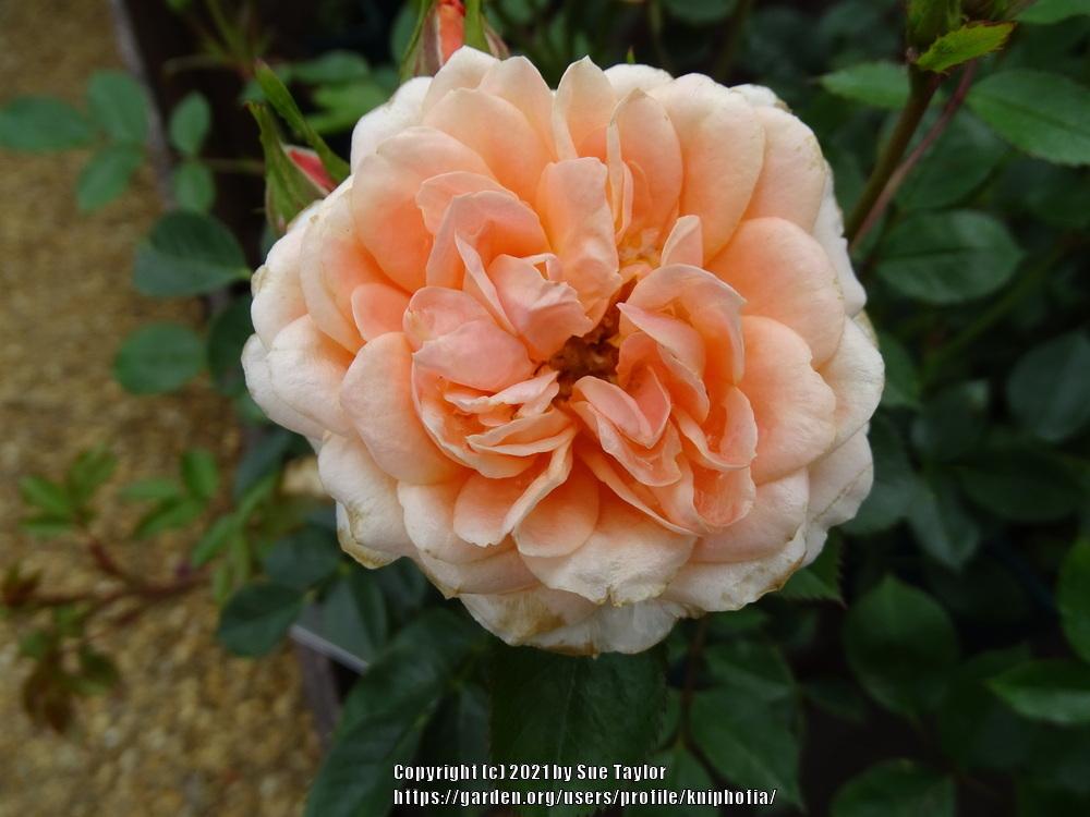 Photo of Rose (Rosa 'Sweet Dream') uploaded by kniphofia