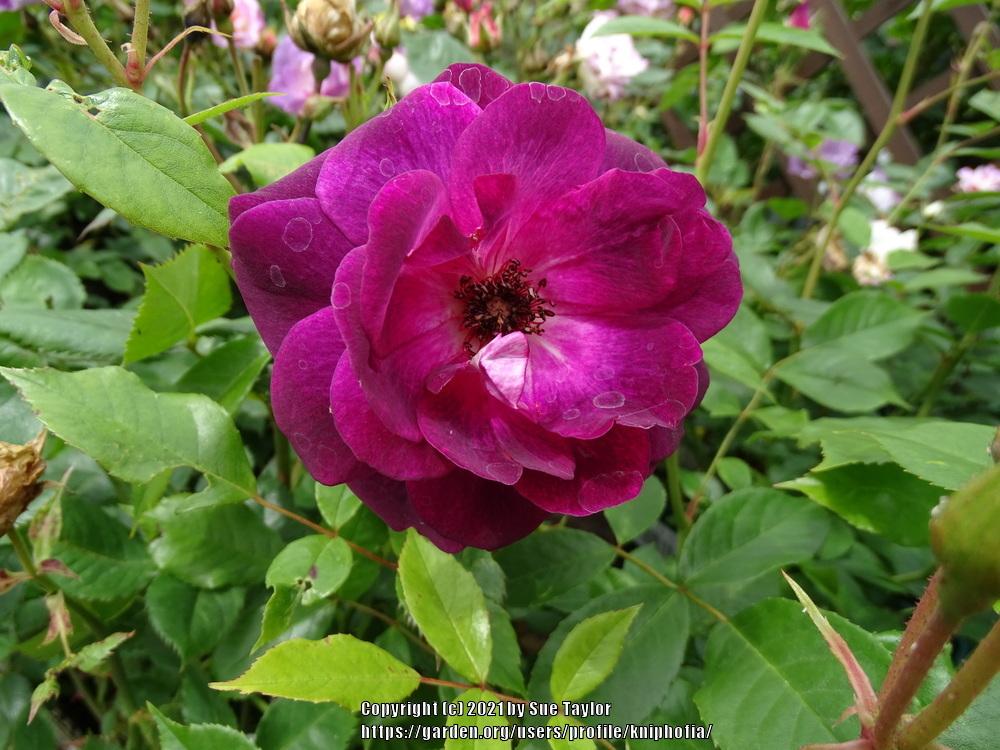 Photo of Floribunda Rose (Rosa 'Blue for You') uploaded by kniphofia