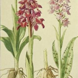 
Date: c. 1913
illustration of Orchis mascula (left) & Dactylorhiza maculata as 