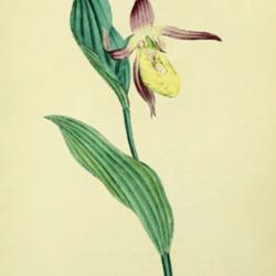 
Date: c. 1869
illustration of Cypripedium calceolus from 'English Botany', vol.