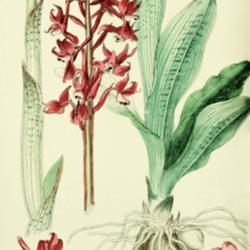 
Date: c. 1869
illustration from 'English Botany', vol. 9, 1869
