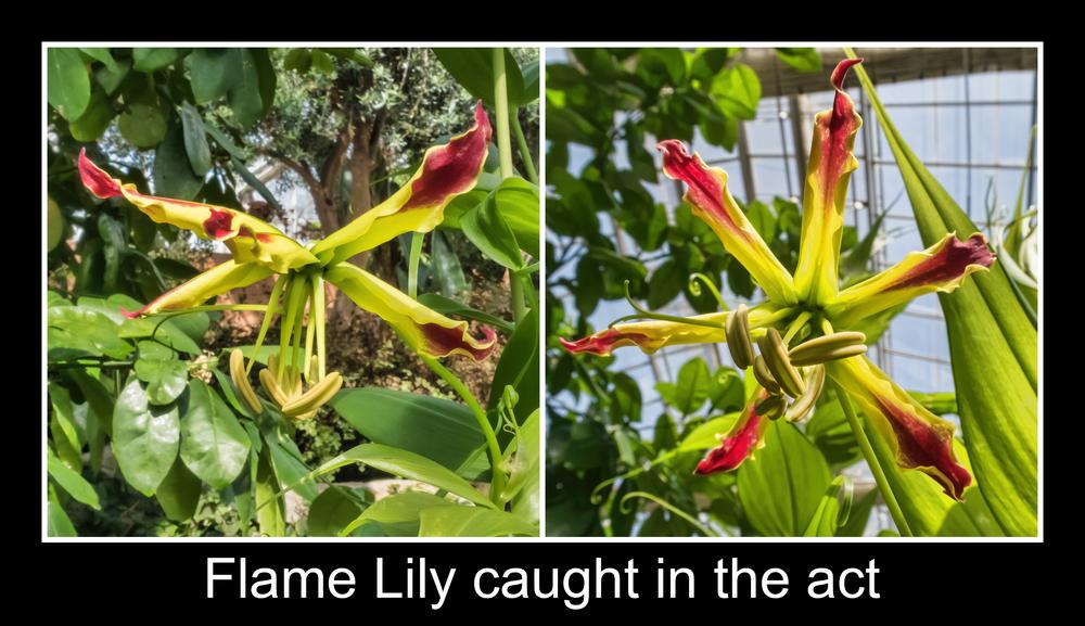 Photo of Gloriosa Lily (Gloriosa superba) uploaded by arctangent
