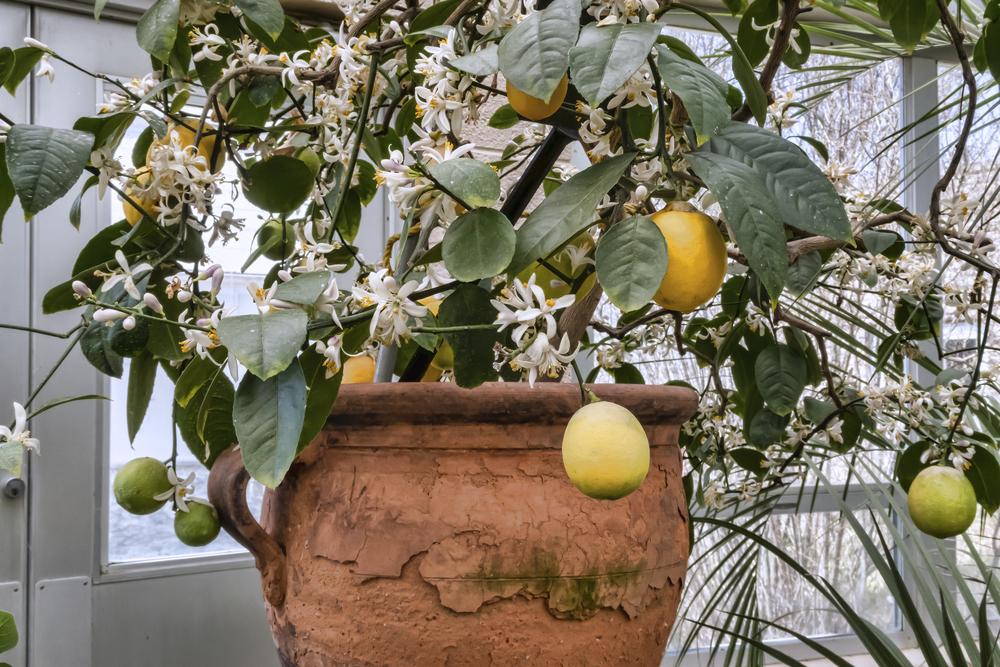 Photo of Meyer Lemon (Citrus x limon 'Meyer') uploaded by arctangent