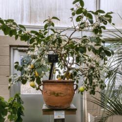 Location: Conservatory, Hidden Lake Gardens, Michigan
Date: 2018-04-26
Rutaceae:  Labeled Citrus x meyeri - Even pot-grown trees can pro